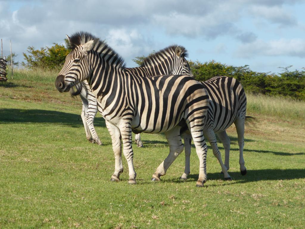 Longmore Jbay Zebra Lodge מראה חיצוני תמונה