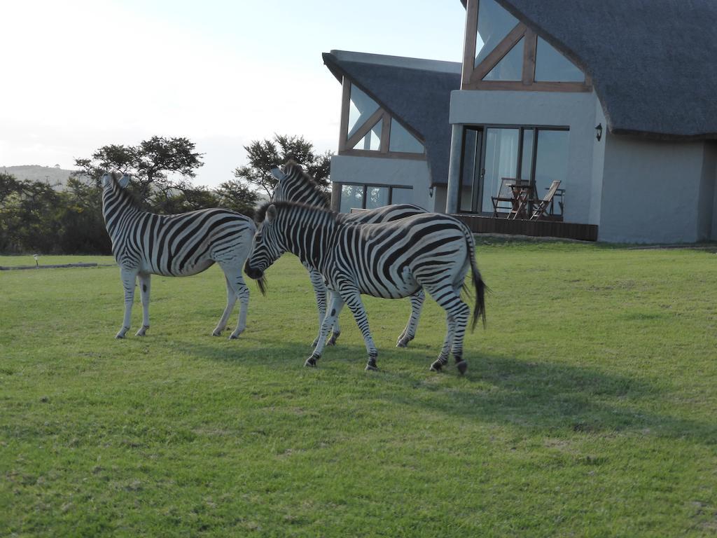 Longmore Jbay Zebra Lodge מראה חיצוני תמונה