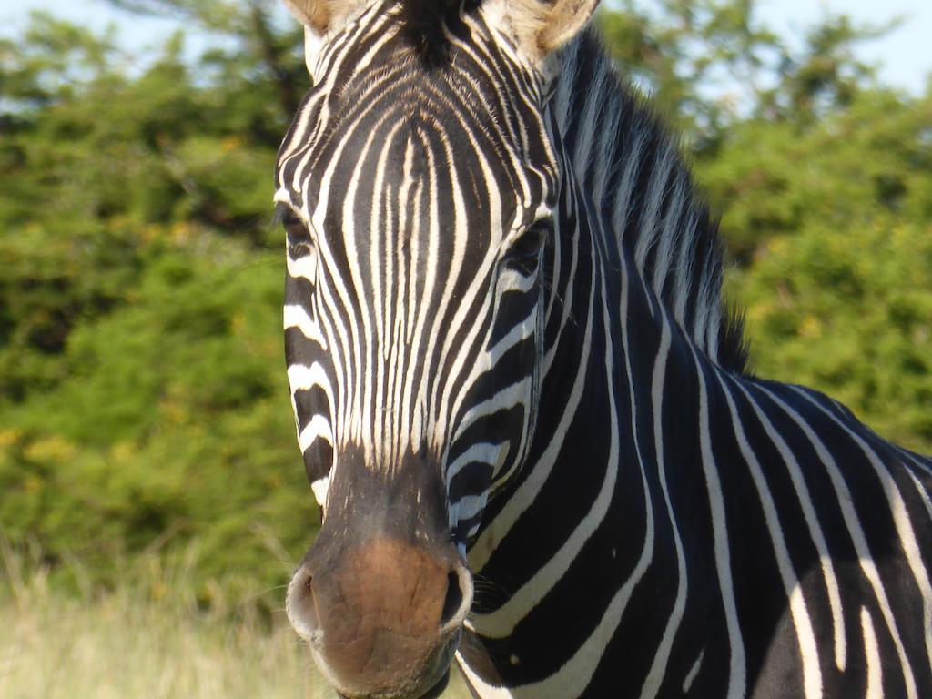 Longmore Jbay Zebra Lodge מראה חיצוני תמונה