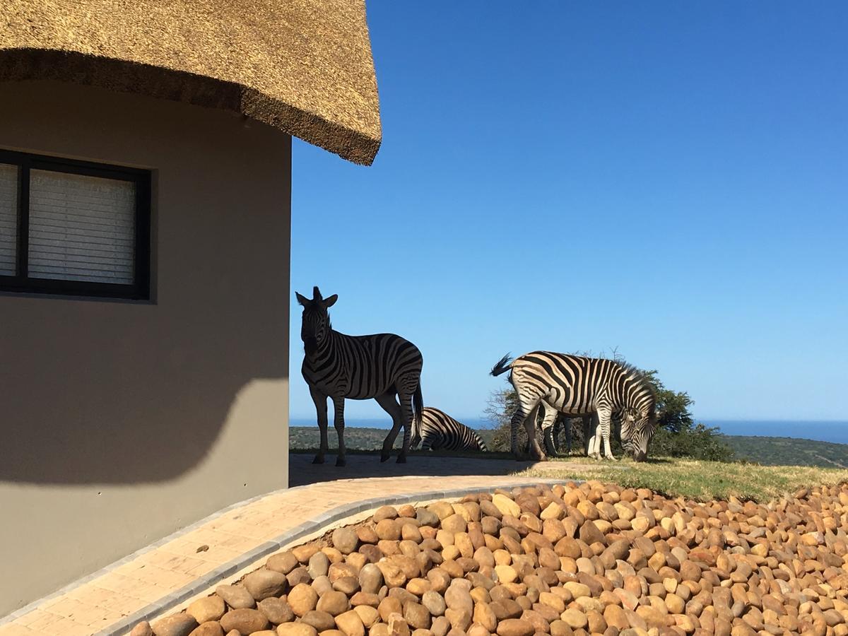 Longmore Jbay Zebra Lodge מראה חיצוני תמונה