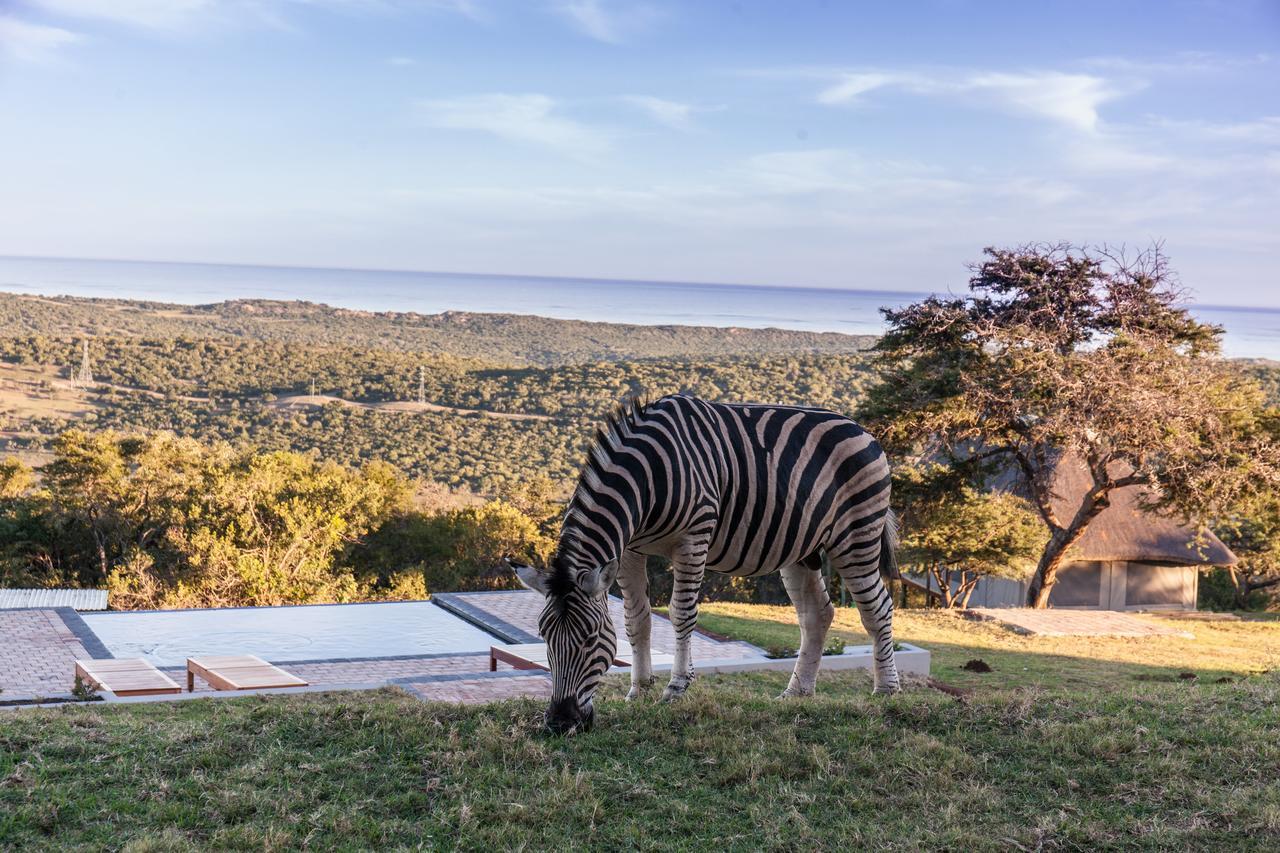 Longmore Jbay Zebra Lodge מראה חיצוני תמונה