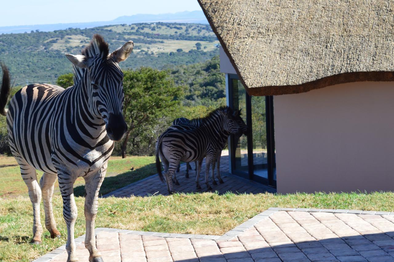 Longmore Jbay Zebra Lodge מראה חיצוני תמונה