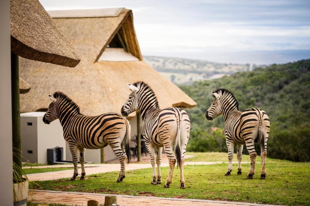 Longmore Jbay Zebra Lodge מראה חיצוני תמונה